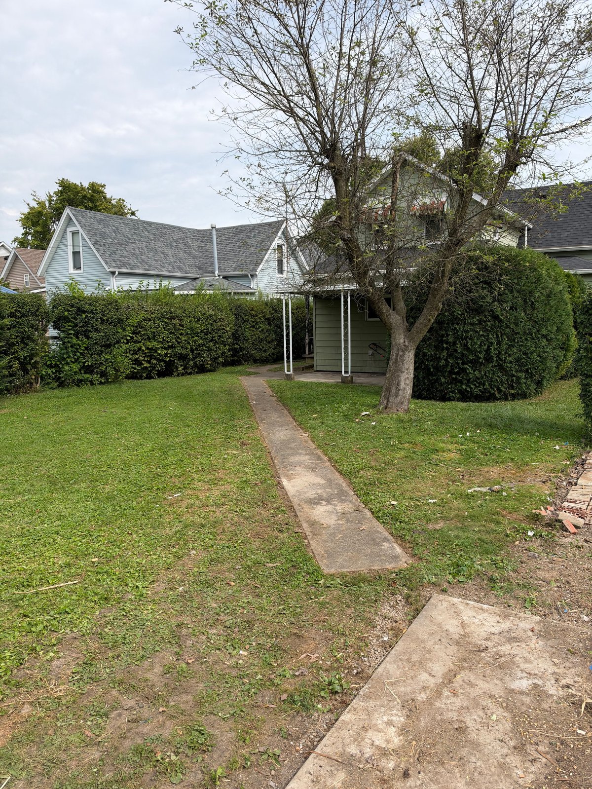 Residential backyard with brick pathway, majestic tree, white pergola, green lawn, and hedges bordering neighboring houses